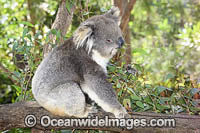 Australian Koala eating Photo - Gary Bell