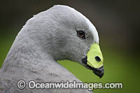 Cape Barren Goose Photo - Gary Bell