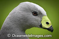 Cape Barren Goose Photo - Gary Bell