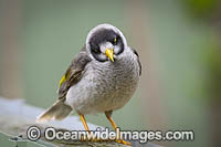 Noisy Miner Coffs Harbour Photo - Gary Bell