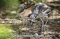 Bush Stone-curlew with eggs Photo - Gary Bell