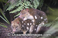 Eastern Quolls Photo - Gary Bell