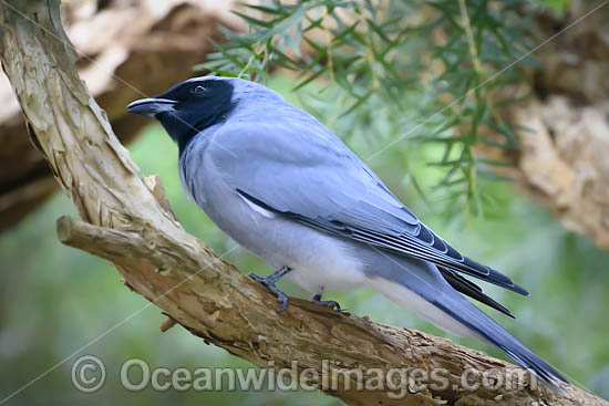 Black-faced Cuckoo-shrike photo