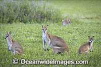 Agile Wallaby Photo - Gary Bell