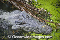 Estuarine Crocodile Warning Sign Photo - Gary Bell