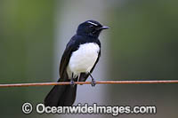 Willie Wagtail Photo - Gary Bell