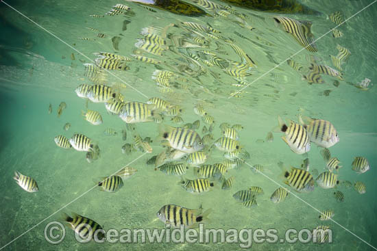 Black-tail Sergeant photo