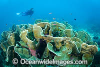 Diver on Coral Reef Photo - Gary Bell