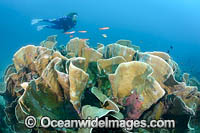 Diver on Coral Reef Photo - Gary Bell