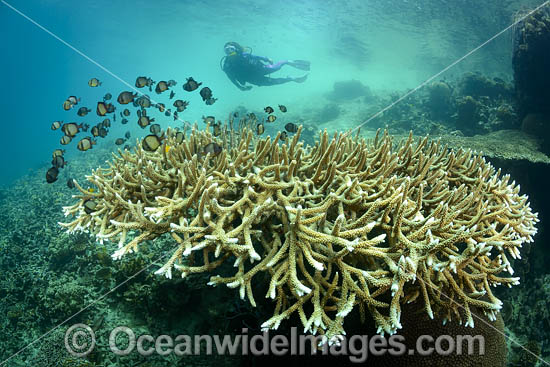 Diver on Coral Reef photo