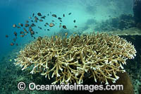 Damselfish on coral reef Photo - Gary Bell