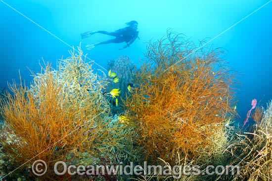 Diver on Coral Reef photo