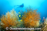Diver on Coral Reef Photo - Gary Bell