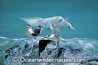 Black-naped Terns Sterna sumatrana Photo - Gary Bell
