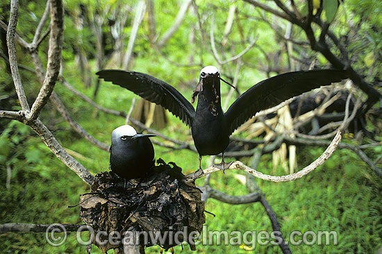 Nesting Black Noddy Anous tenuirostris photo