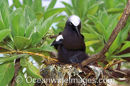 Black Noddy Anous tenuirostris with chick photo