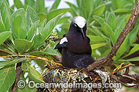 Black Noddy Anous tenuirostris with chick Photo - Gary Bell