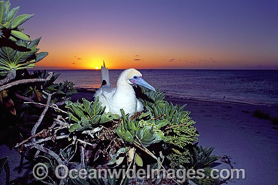 Nesting Red-footed Booby photo