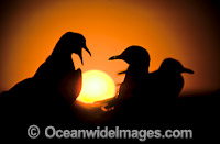 Silver Gulls Larus novaehollandiae at sunset Photo - Gary Bell
