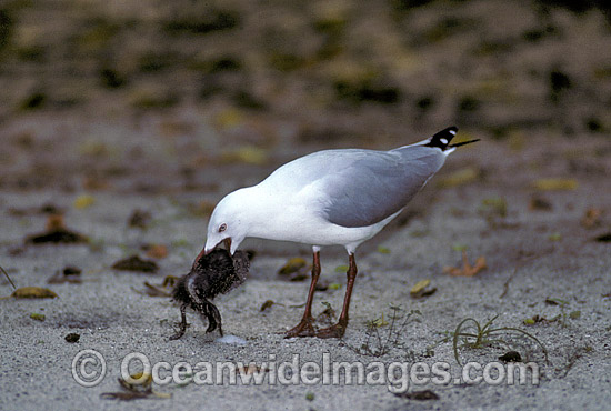 Silver Gull feeding on chick photo
