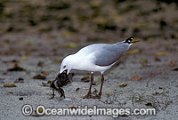 Silver Gull feeding on chick Photo - Gary Bell