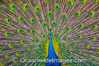 Peacock during courtship display Photo - Gary Bell