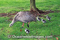 Cape Barren Goose chicks Photo - Gary Bell