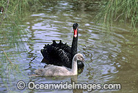 Black Swan Cygnus atratus with sygnet Photo - Gary Bell