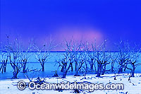 Lake Menindee River Red Gums Photo - Gary Bell