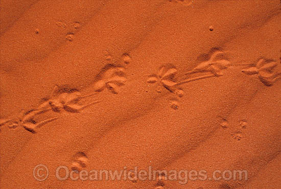 Lizard footprints on sand dune photo