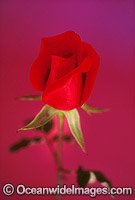 Red Rose Photo - Gary Bell