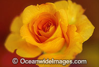 Yellow Rose Photo - Gary Bell