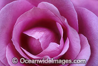 Pink Rose Photo - Gary Bell