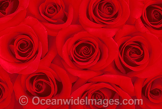 Red Roses photo