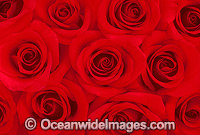 Red Roses Photo - Gary Bell