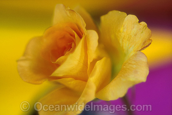 Yellow Rose photo