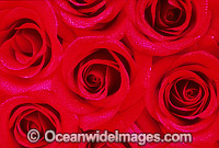 Red Roses Photo - Gary Bell