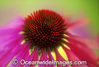 Echinacea flower Purple Coneflower Photo - Gary Bell