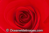 Red Rose Photo - Gary Bell