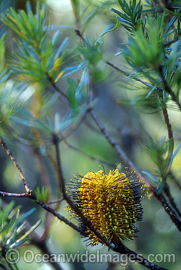 Hill Banksia flower Banksia collina photo