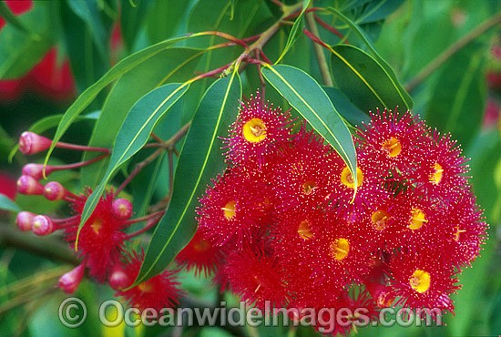 Eucalyptus gum tree flowers photo