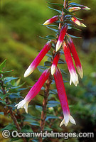 Fuschia Heath Epacris longiflora Photo - Gary Bell