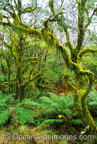 Hanging moss-covered trees photo