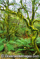 Hanging moss-covered trees Photo - Gary Bell