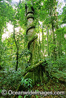 Rainforest buttress tree entangled vine Photo - Gary Bell