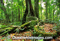 Rainforest buttress tree Lamington National Park Photo - Gary Bell