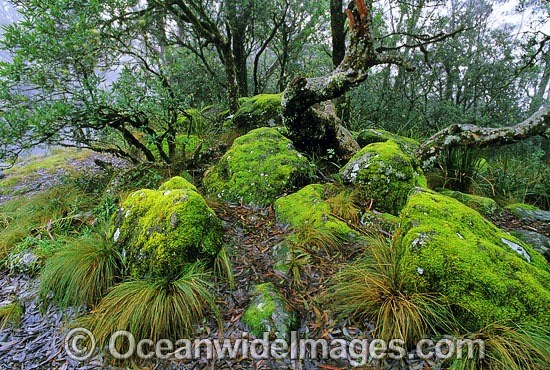 Temperate rainforest banksia tree forest photo