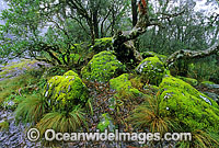 Temperate rainforest banksia tree forest Photo - Gary Bell