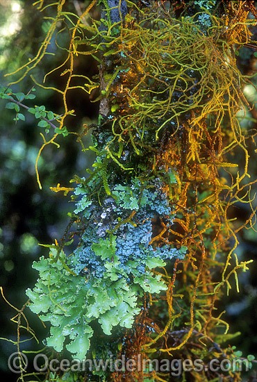 Rainforest mosses New England National Park photo