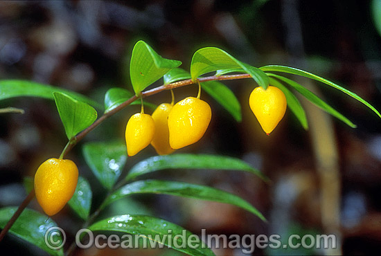 Rainforest fruits New England National Park photo